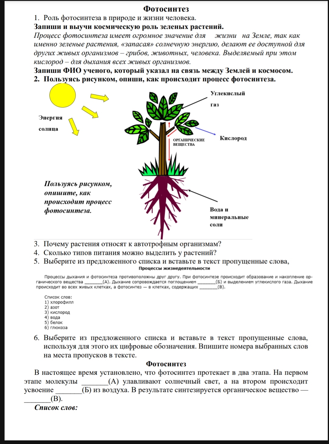 Какие этапы фотосинтеза существуют?